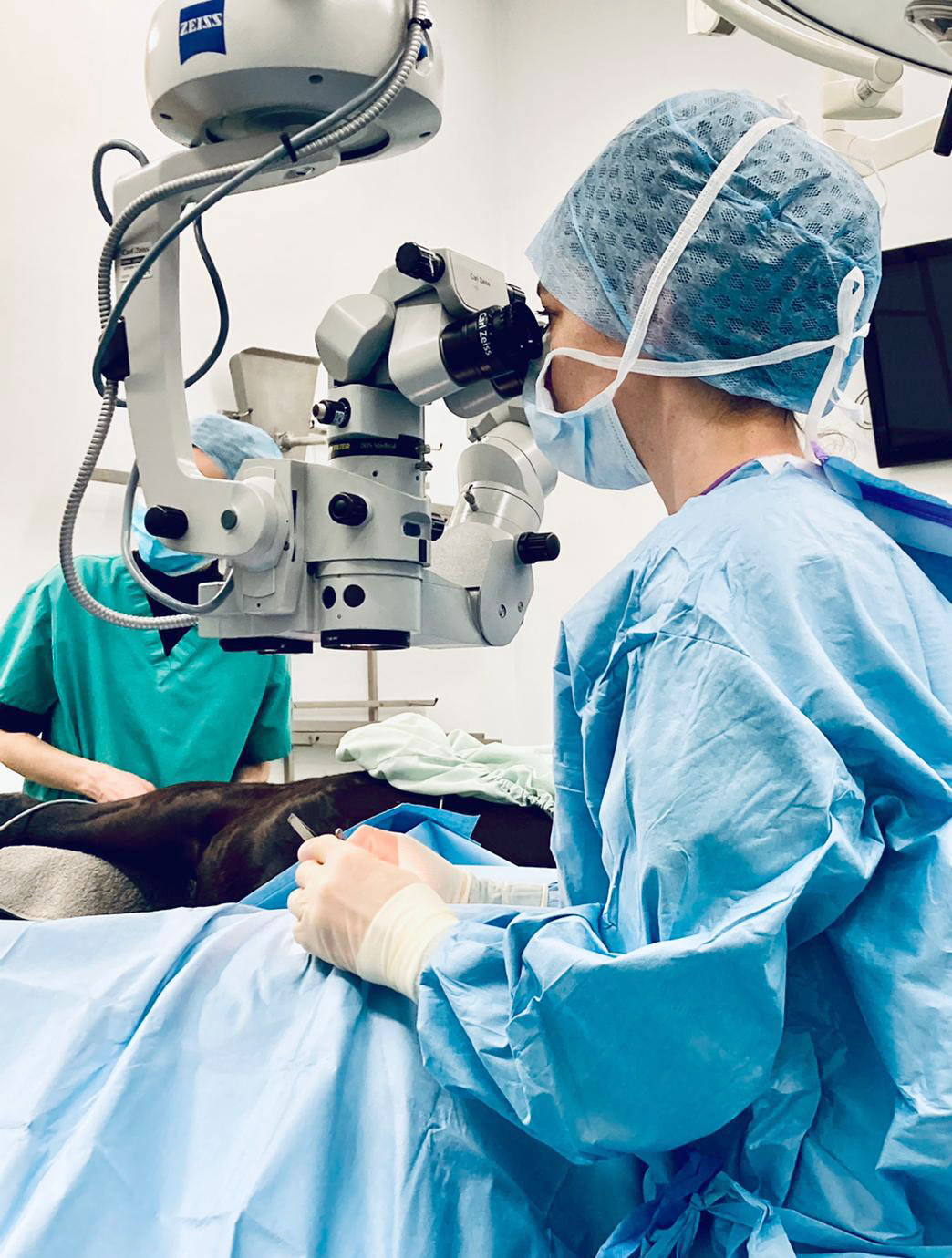 Augenoperation Hund