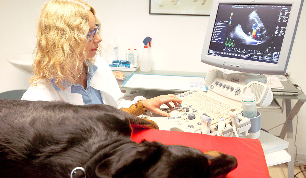 Kardiologie